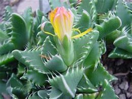 Faucaria tigrina Фаукария тигровая