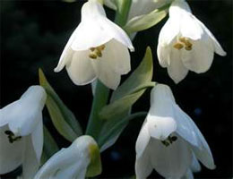 Galtonia Гальтония