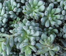 Graptopetalum pachyphyllum Граптопеталум толстолистьевый
