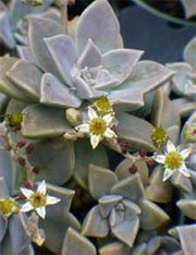 Graptopetalum paraguayense Граптопеталум парагвайский