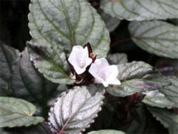 Hemigraphis alternata Гемиграфис чередующийся