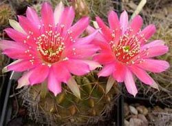 Lobivia hertrichiana Лобивия Гертриха