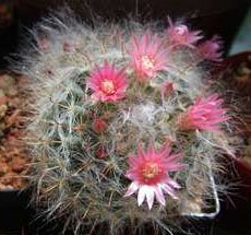 Mammillaria bocasana Маммилярия бокасская