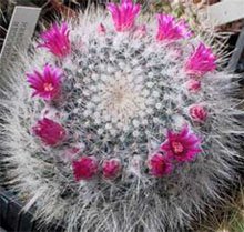 Mammillaria hahniana Маммилярия Гана