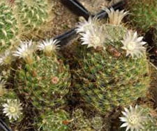 Mammillaria wildii Маммилярия Вильда