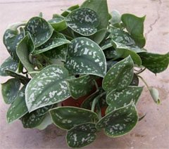 Pothos pictus argyraeus Потос расписной