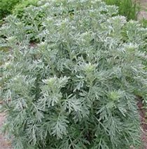 Artemisia absinthium Полынь горькая