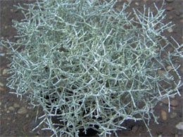 Calocephalus brownii Калоцефалус Брауна