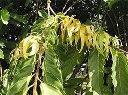 Cananga odorata Иланг-иланг