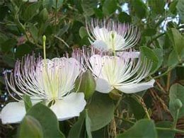 Capparis spinosa Каперсник
