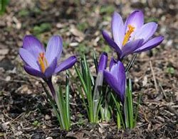 Crocus Крокус
