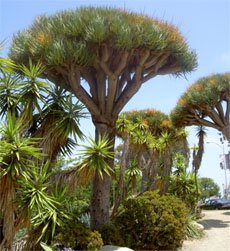 Dracaena draco Драконово дерево