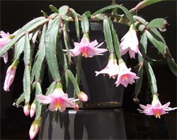 Hatiora rosea Хатиора розовая