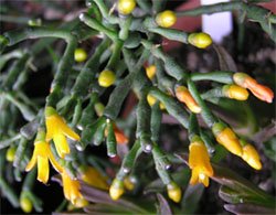 Hatiora salicornioides Хатиора солеросовая