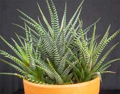 Haworthia attenuata Хавортия
