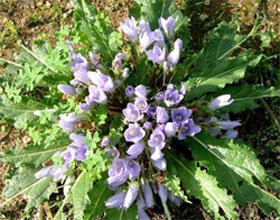 Mandragora officinalis Мандрагора лекарственная
