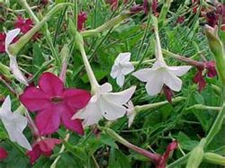 Nicotiana sanderae Душистый табак