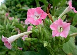 Nicotiana tabacum