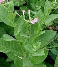 Nicotiana tabacum Табак обыкновенный