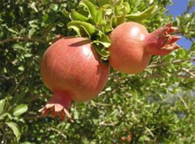 Punica granatum Гранат обыкновенный