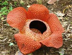 Rafflesia Раффлезия