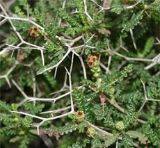 Sarcopoterium spinosum Саркопотериум колючий