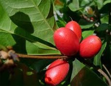 Synsepalum dulcificum Магический фрукт