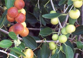 Ziziphus spina christi Зизифус Тернии Христа