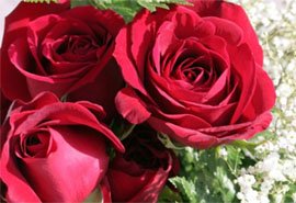 Роза - цветок всех цветков Роза