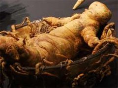 Корень мандрагоры