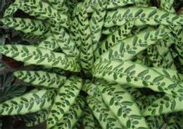 Calathea insignis Калатея