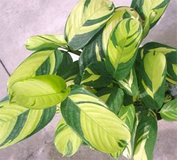 Calathea lubbersii Калатея Лубберса