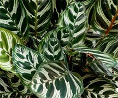 Calathea makoyana Калатея Макоя