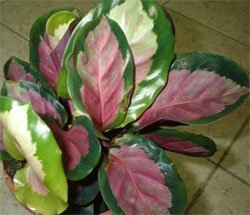 Calathea roseopicta Калатея розовато-раскрашенная