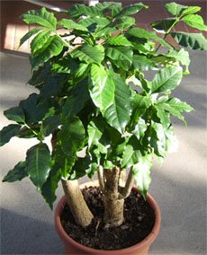 Coffea arabica Кофе аравийский