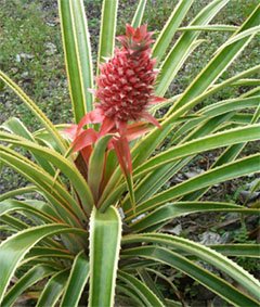 Ananas comosus Цветение ананаса