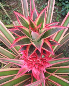 Ananas bracteatus Ананас прицветниковый