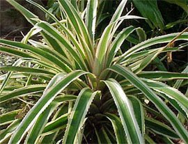 Ananas comosus variegatus Ананас крупнохохолковый