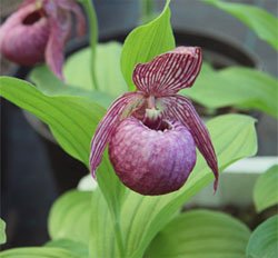 Cypripedium macranthos Башмачок крупноцветковый