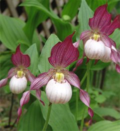 Cypripedium Gisela Башмачок Gisela