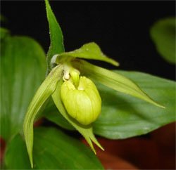 Cypripedium henryi Башмачок Генри