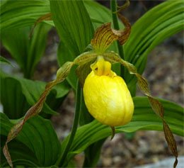 Cypripedium parviflorum Башмачок мелкоцветковый
