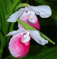 Cypripedium reginae Башмачок королевы