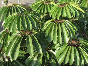 Schefflera actinophylla Шеффлера лучелистная