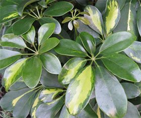 Schefflera arboricola Шеффлера древесная