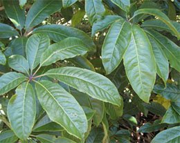 Schefflera digitata Шеффлера пальчатая