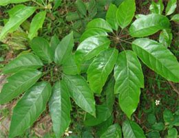 Schefflera octophylla Шеффлера восьмилистная
