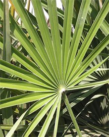 Chamaerops humilis Хамеропс приземистый