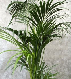 Howea forsteriana Ховея Форстера