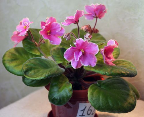Сорт "Pink Amiss"